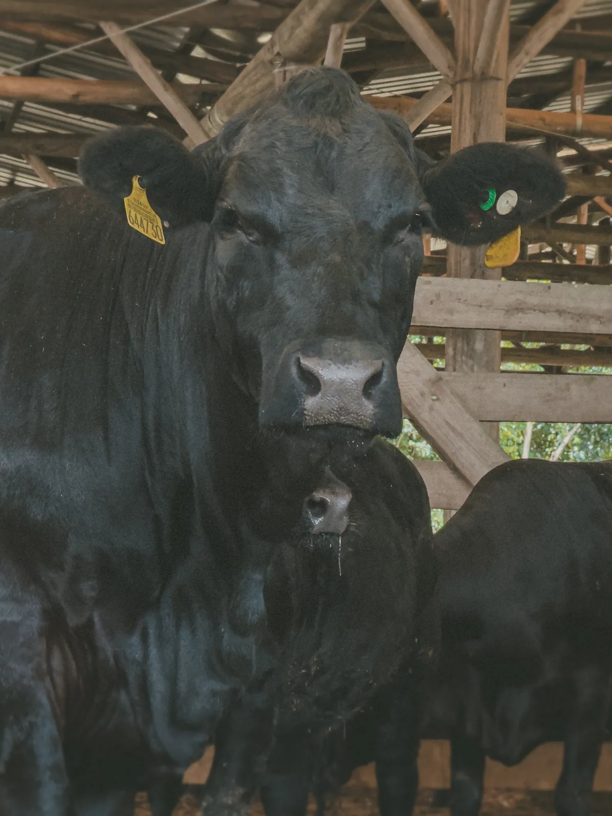A ORIGEM: ONDE TUDO COMEÇOU